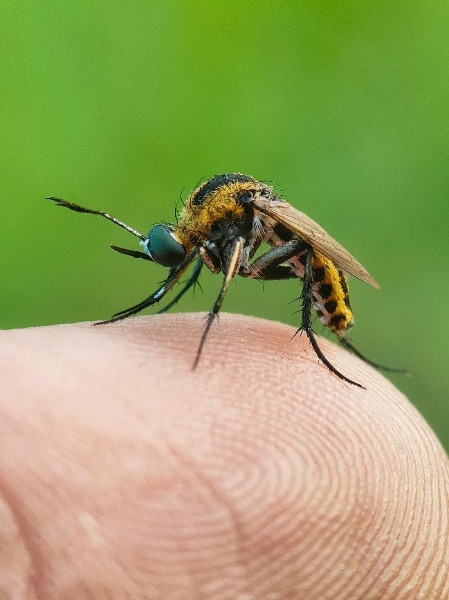 Mosquito on a person's finger